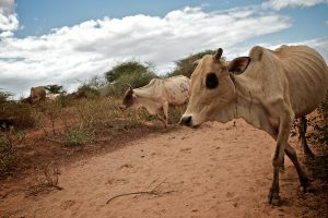 Skinny, sickly cows walking through dry dirt are shown here