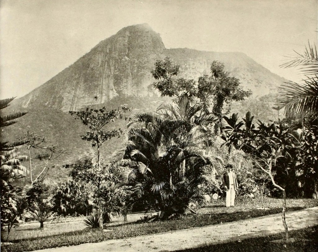 The Botanical Gardens of Rio de Janeiro. Palms are shown with Mt Corcovado rising in the background.