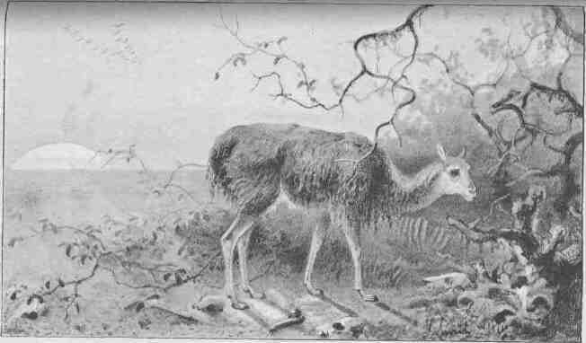 The Dying Huanaco from W. H. Hudson's The Naturalist in La Plata (1892)