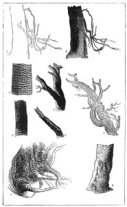 "Drawing of tree-stems" illustration from Modern Painters by John Ruskin, Volume III, 1856.