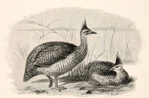 A Martineta or Tinamou, from Idle Days in Patagonia, by W. H. Hudson (1893).