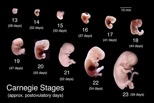 Carnegie stages of fetal development