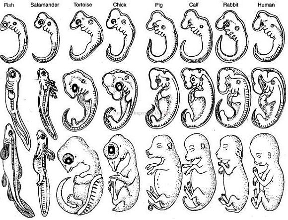 Fetuses of different species.