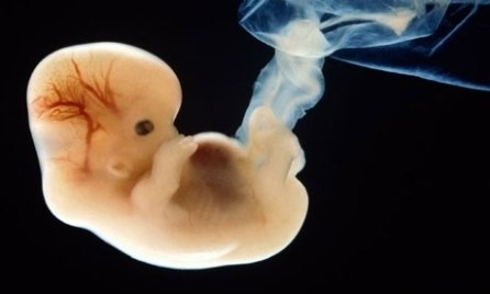 beginning fetus