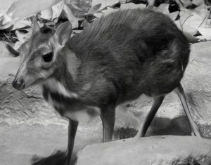 mouse-deer (tiny antelope)