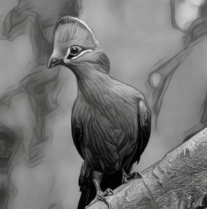 turaco bird