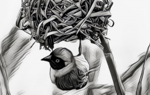 weaverbird with its nest