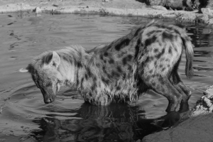 hyena with paws in water