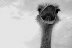 ostrich with open mouth