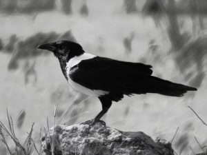 African pied crow with white breast