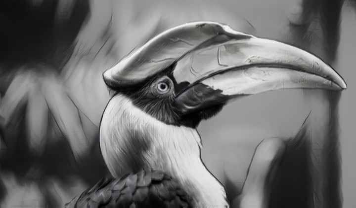 hornbill bird