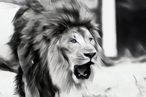 roaring lion