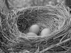 bird's eggs in nest