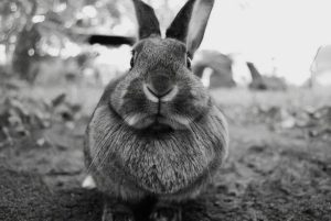 rabbit with split lip