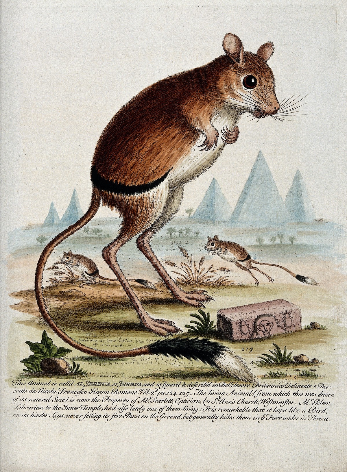 drawing of a jerboa, with pyramids in the background
