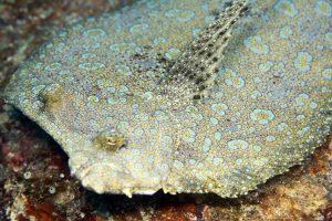 Peacock Flounder – A Student's Guide to Tropical Marine Biology