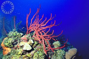 Facts About Sponges (Porifera)