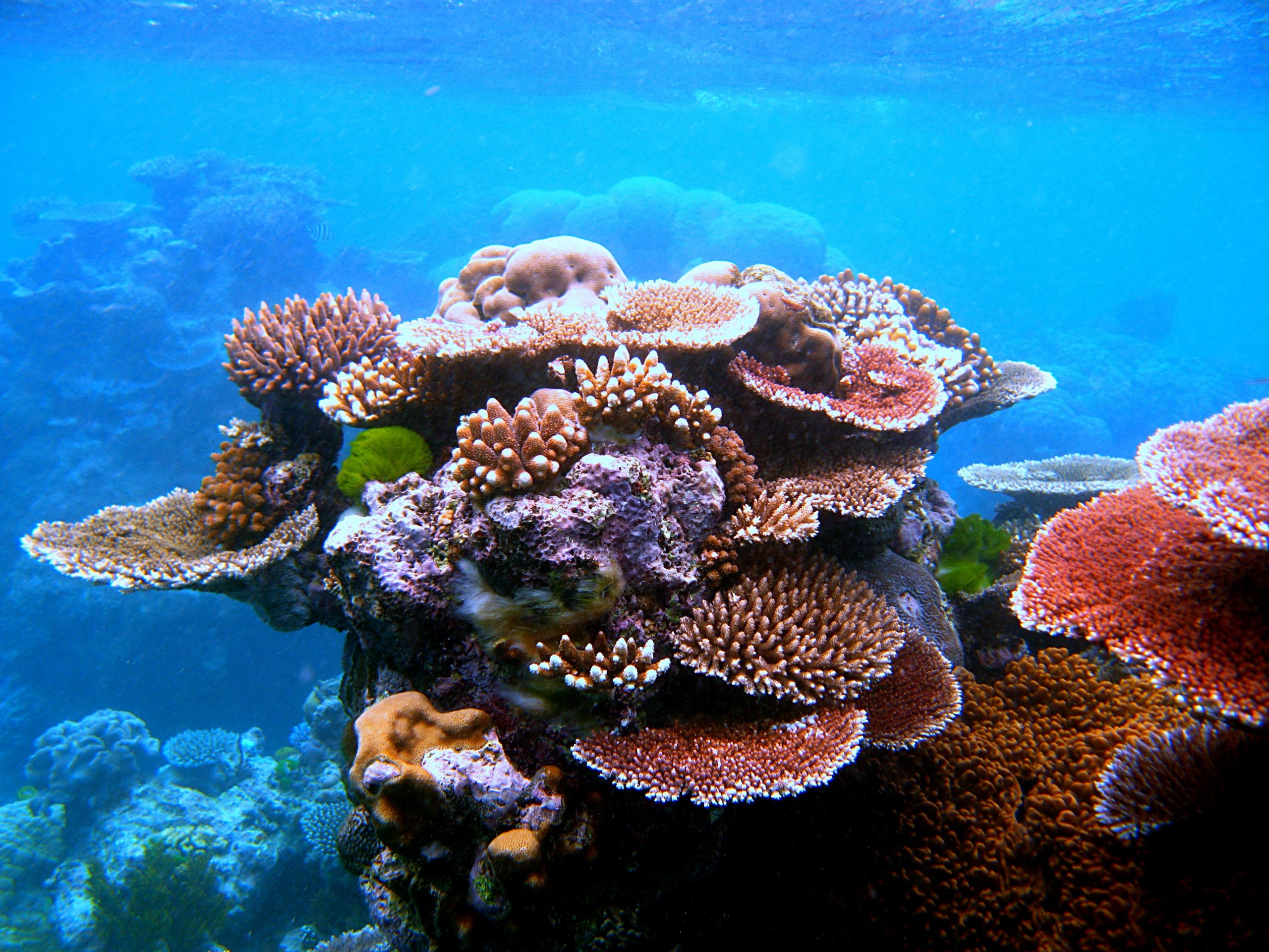 How climate change impacts the Great Barrier Reef tourism industry