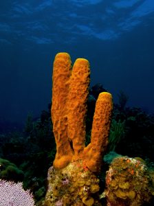 Yellow Tube Sponge - Creature Feature