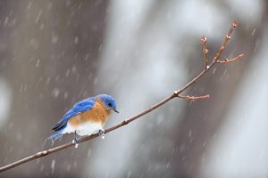 Bluebird on a branch in rain or snow