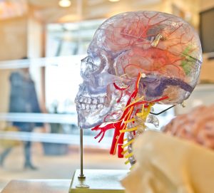 Anatomical model of the brain
