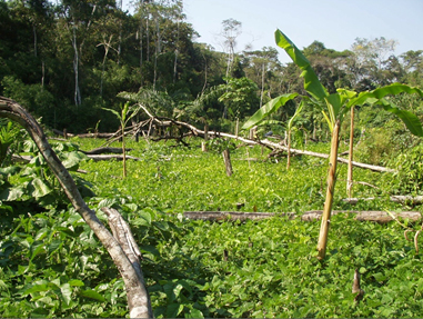 Image of beans and bananas planted in a swidden field in Acre, Brazil