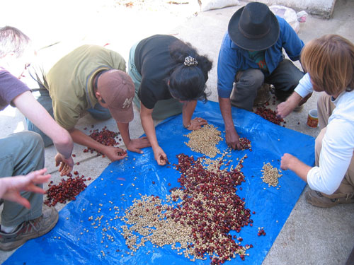 Image of workers sorting coffee beans