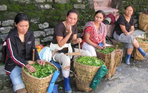 Image of women taking a break from work on a tea planation in Darjeeling