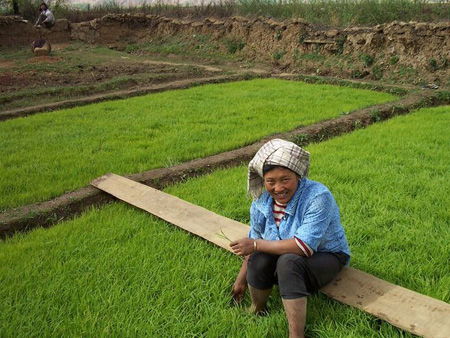 A Na woman weeds rice seedlings outside her family’s home