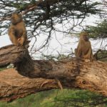 Baboon pair in tree