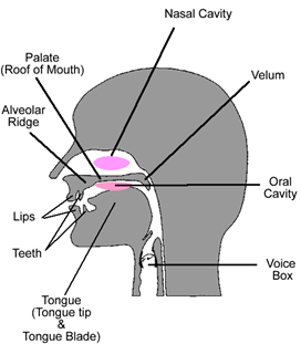 Did the Eye's Structure Affect How Language Developed?