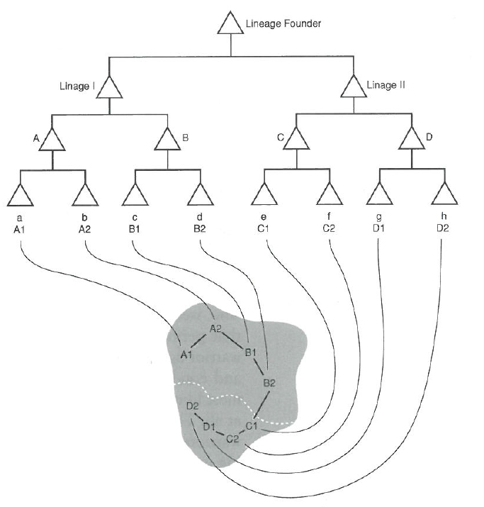 Segmentary lineage model