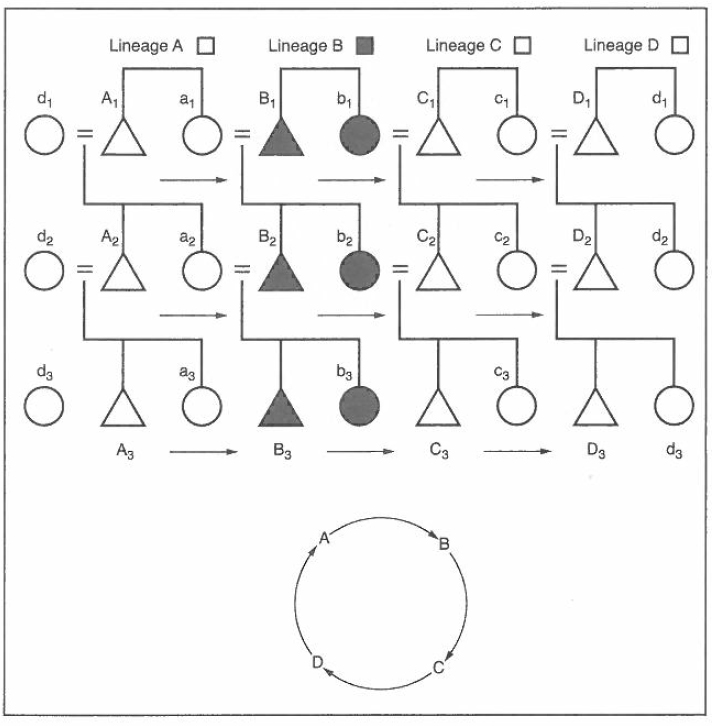 Matrilateral cross-cousin marriage