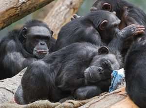 Image of chimpanzees, the primate most closely related to humans.