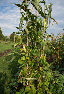 Image of bean plants growing up the stalk of a corn plant