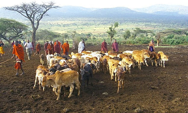 Image of a herd of cattle tended by Maasai women