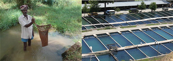 Image of harvesting fish with hand nets compared to intensive aquaculture farming