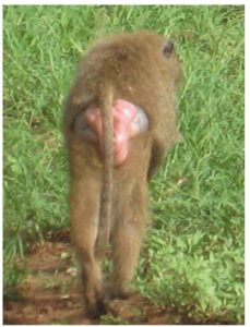 Female baboon showing signs of estrus