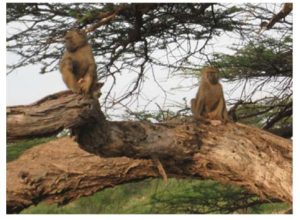 A male and female baboon share a tree branch