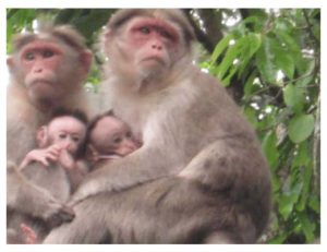 Male monkeys holding infants
