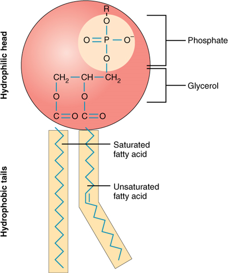 Diagram of Phospholipid structure, with a hydrophilic head made of phosphate & glycerol, and hydrophobic fatty acid tails