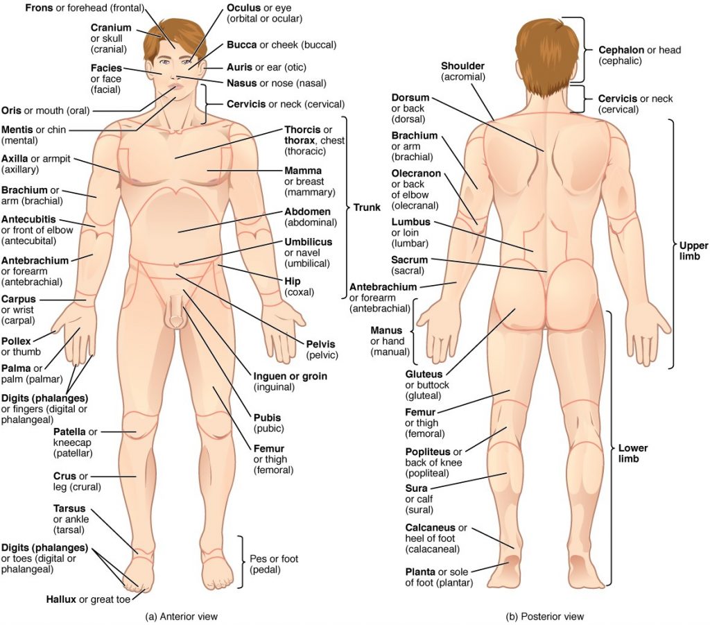 Regions of human body