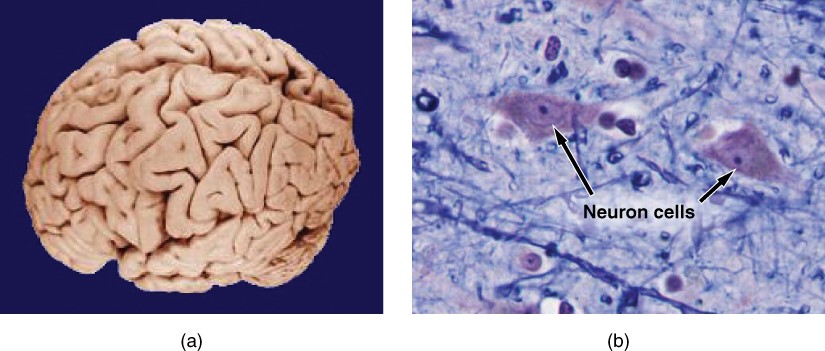 the brain and neuron cells