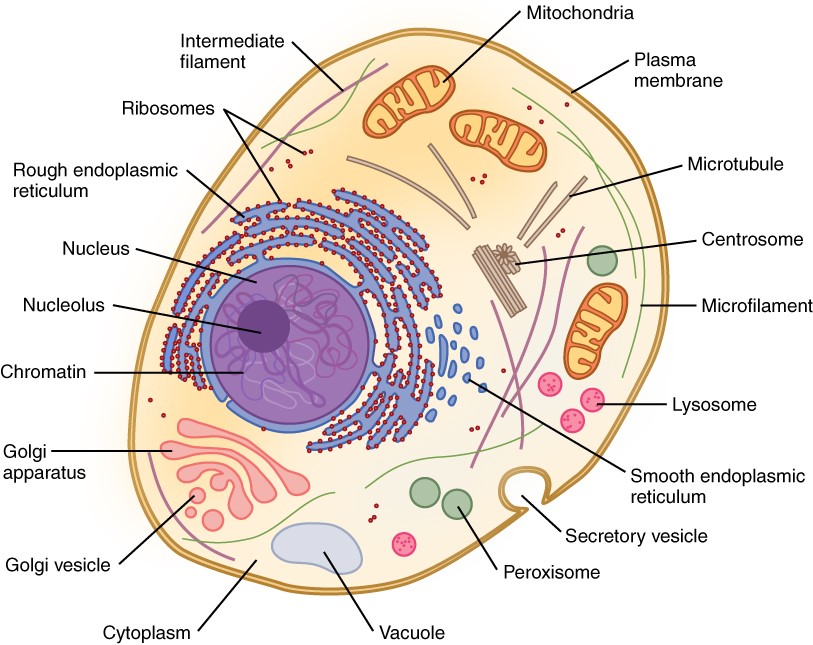 Prototypical human cell: Image of cellular anatomy: cytoplasm, vacuole, peroxisome, secretory vesicle, smooth endoplasmic reticulum, lysosome, microfilament, centrosome, microtubule, plasma membrane, mitochondria, intermediate filament, ribosomes, rough endoplasmic reticulum, nucleus, nucelolus, chromatin, Golgi apparatus, Golgi vesicle.