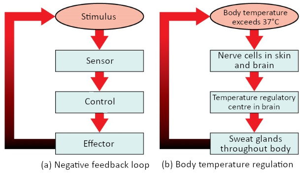 Negative feedback loop occurs when a sensor perceives a deviation from the normal range, transmits information to a control center, which then instigates change in an effector to bring the variable back into balance. Example body temperature exceeds 37 degrees Celsius, nerve cells in skin/brain detect the change and send information to the brain's temperature regulatory system, which causes sweat glands throughout the body to produce sweat to cool the body and lower temperature.