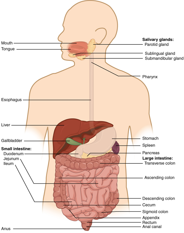 Diagram of Components of the digestive system.