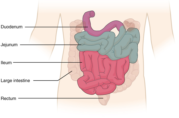 Diagram of small intestine