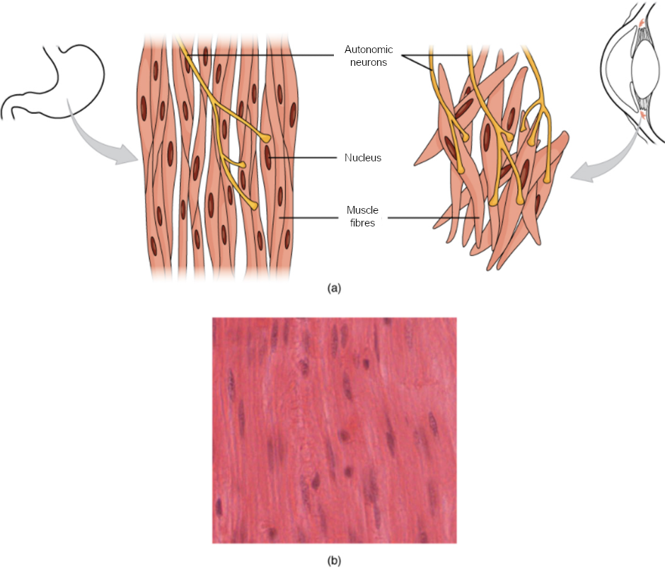 Diagram and image of smooth muscle tissue