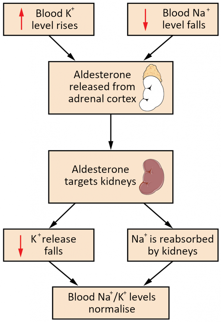 The aldosterone feedback loop