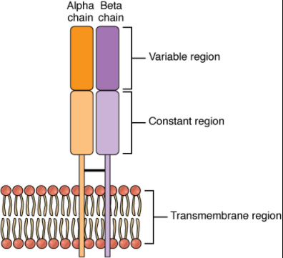 Alpha-beta T cell receptor diagram